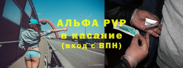 индика Ельня