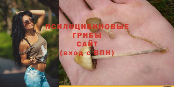 индика Ельня