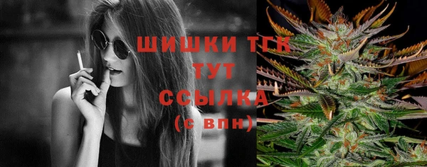 индика Ельня